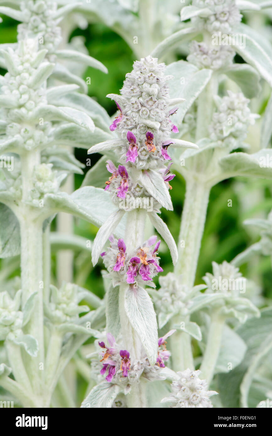 Niederwendischen Byzantina 'Silver Carpet', des Lammes Ohr, Lamiaceae Stockfoto