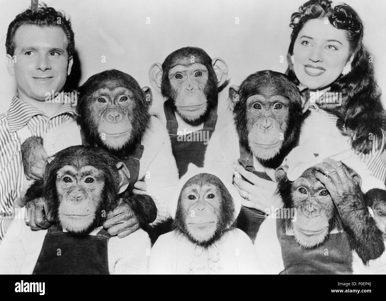 Menschen, mit Tieren, Paar mit sechs Schimpansen, 1950er Jahre, Additional-Rights-Clearences-not available Stockfoto