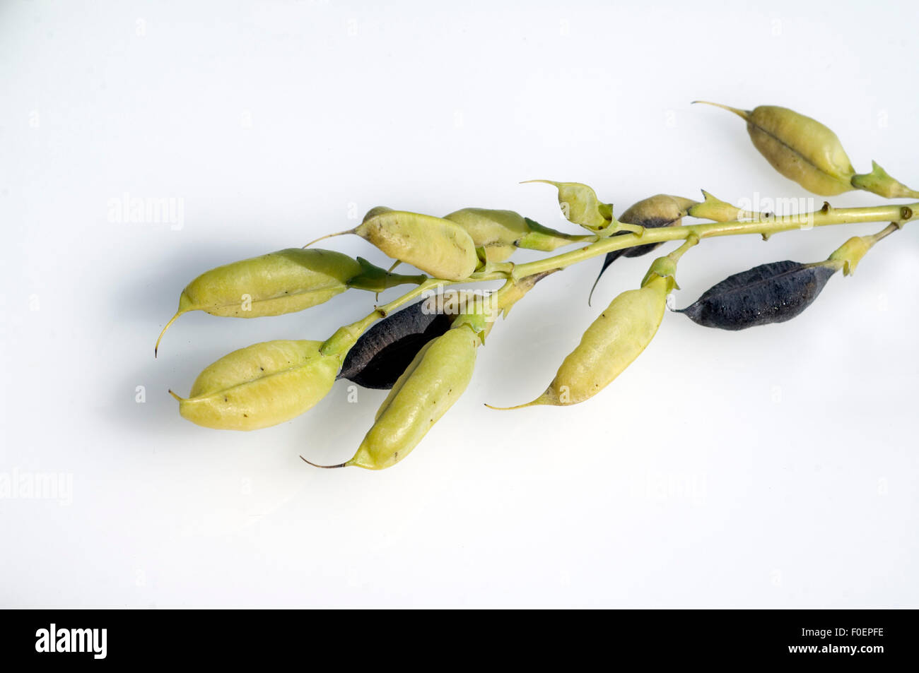 Faerberhuelse, Baptisia Tinctoria, Stockfoto