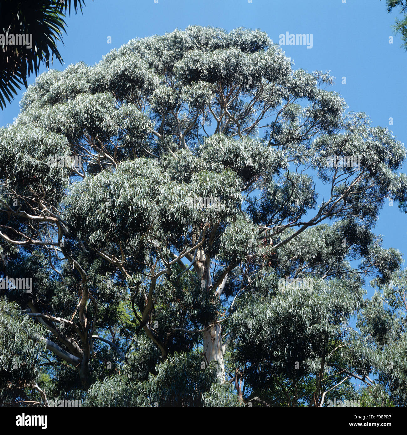 Eucalyptus Baum Stockfotos & Eucalyptus Baum Bilder Alamy