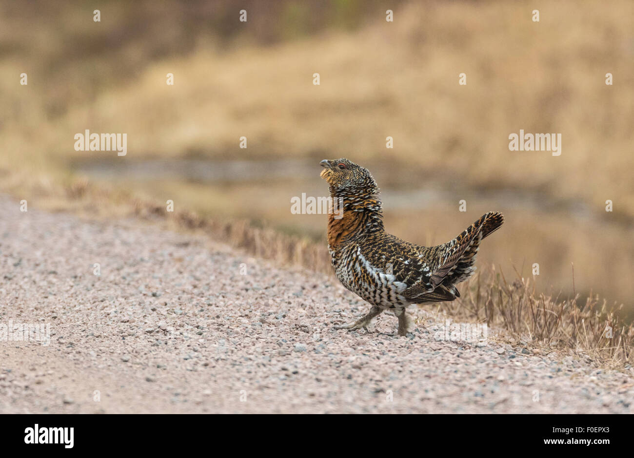 Weibliche Caprecaillie, at Urogallus zu Fuß auf einer Straße anzeigen Balz, Boden, Norrbotten, Schweden Stockfoto