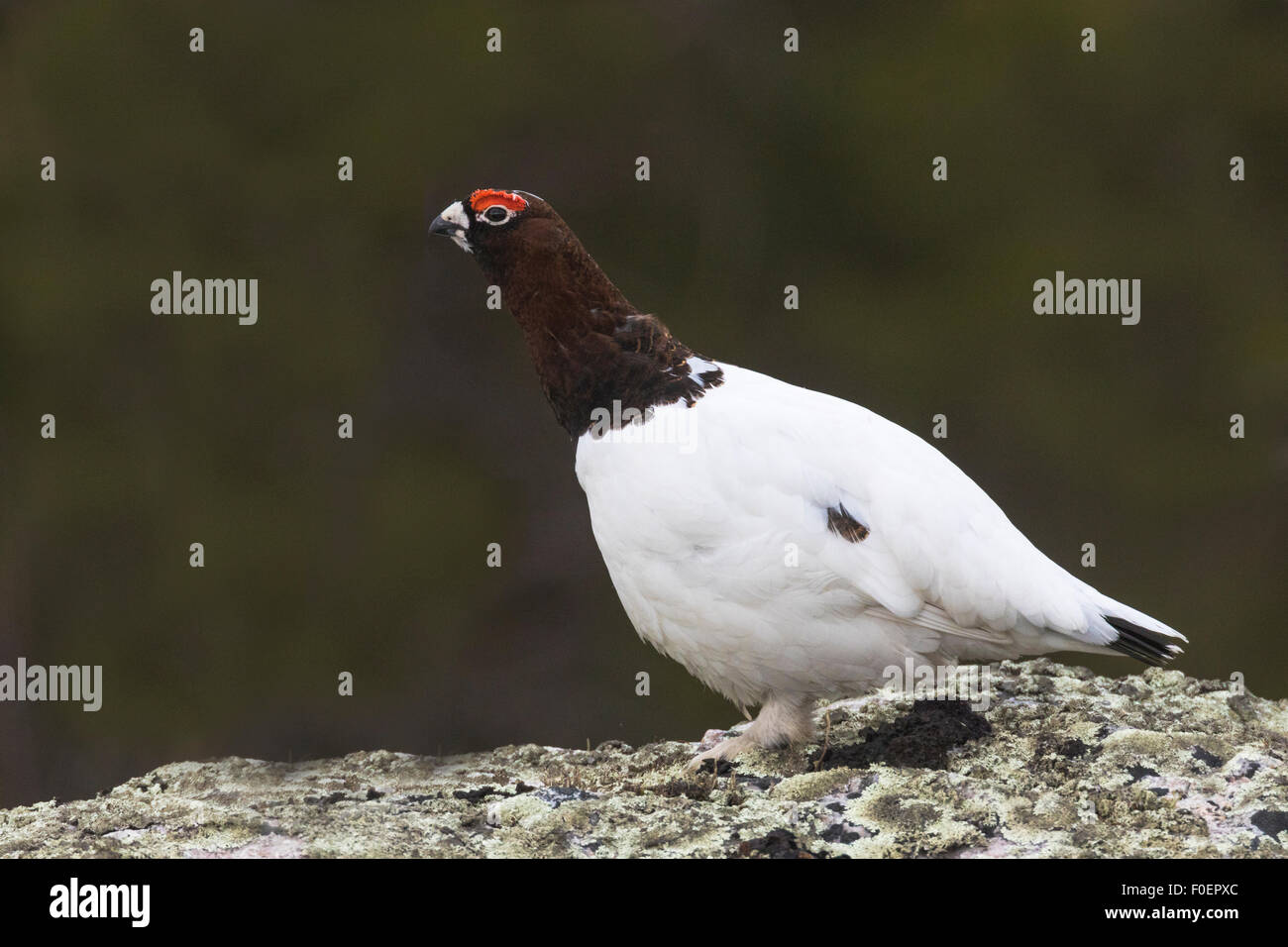 Willow Grouse, Lagopus Lagopus, sitzt auf einem Felsen im Sommer Kostüm, Hals, Gällivare, Schwedisch-Lappland, Schweden Stockfoto