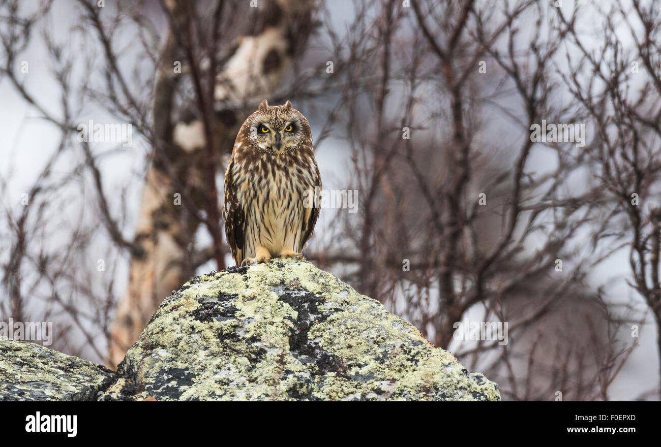 Sumpfohreule, Asio flammeus, sitzend auf einem großen Felsen in die Kamera schaut, Birken im Hintergrund, Stora sjöfallets Nationalpark, Gä Stockfoto