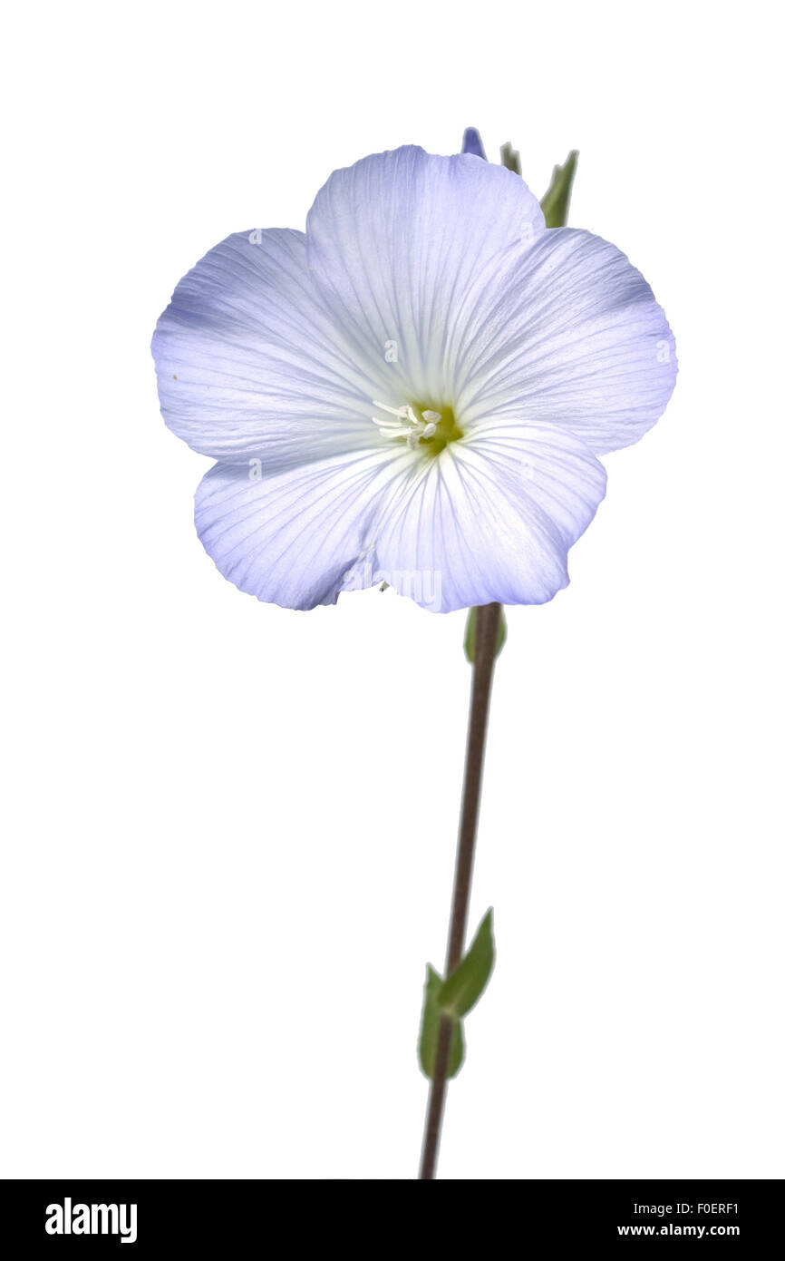 Franzoesischer, Lein, Linum; Narbonense; Stockfoto
