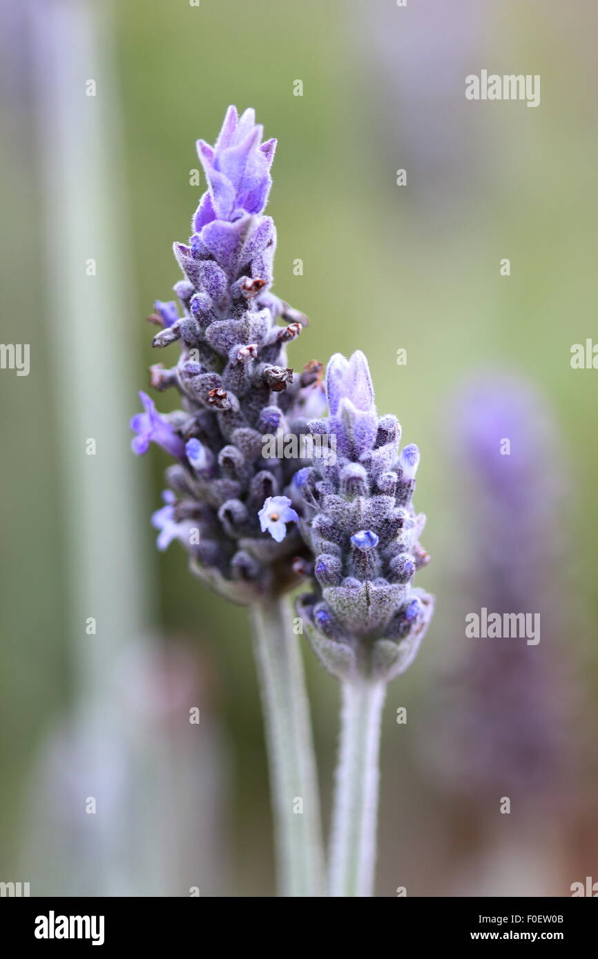 Nahaufnahme Schuss des französischen Lavendel (Lavandula Dentata) Stockfoto