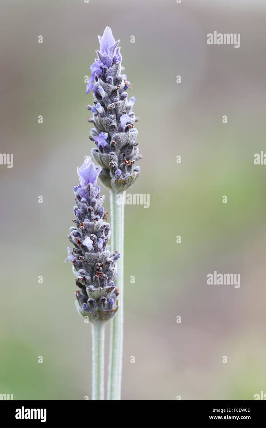 Nahaufnahme Schuss des französischen Lavendel (Lavandula Dentata) Stockfoto