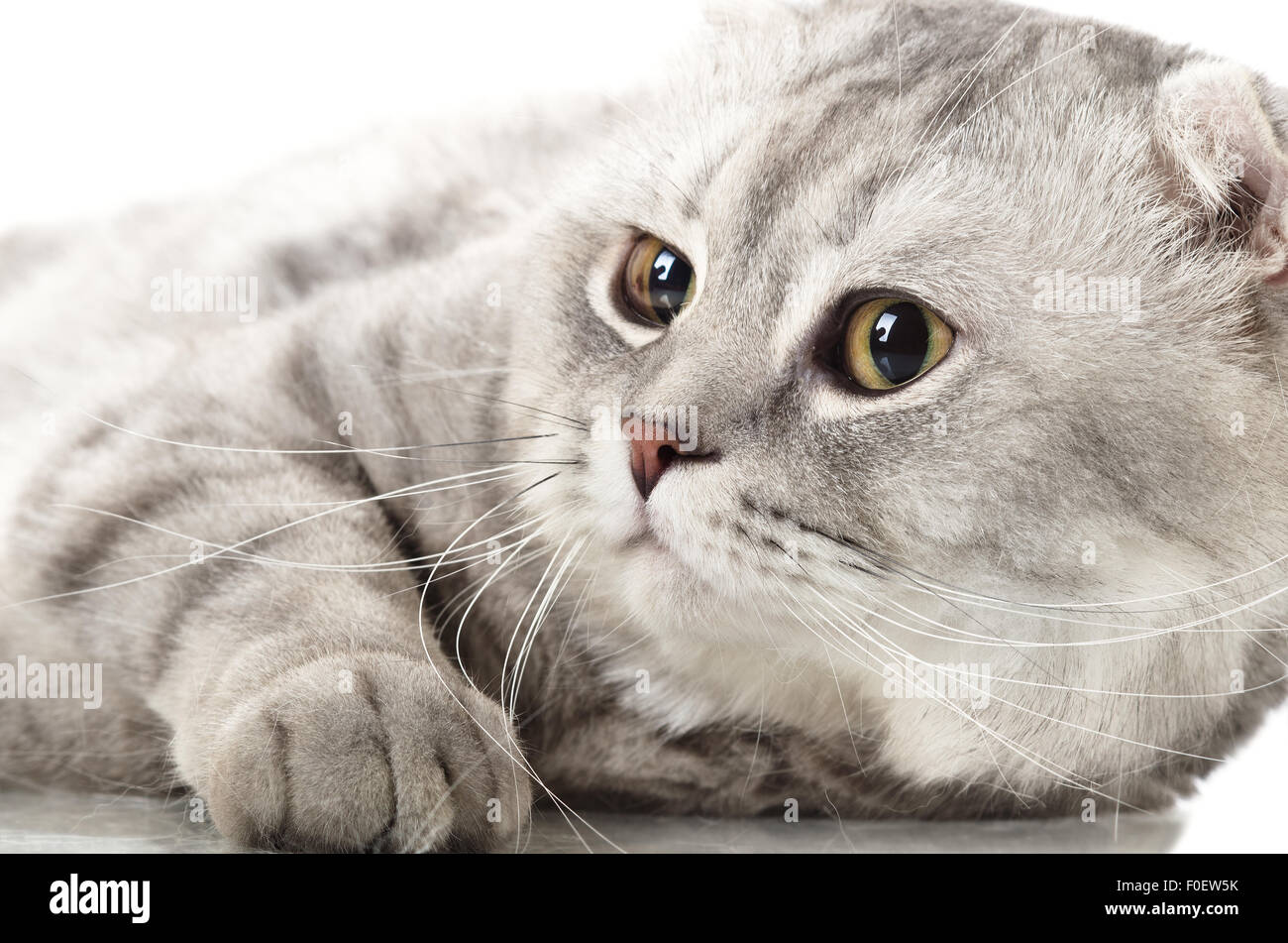 Flauschige Grau Schone Erwachsene Katze Rasse Scottish Fold Nahaufnahme Portrait Auf Weissem Hintergrund Isoliert Stockfotografie Alamy