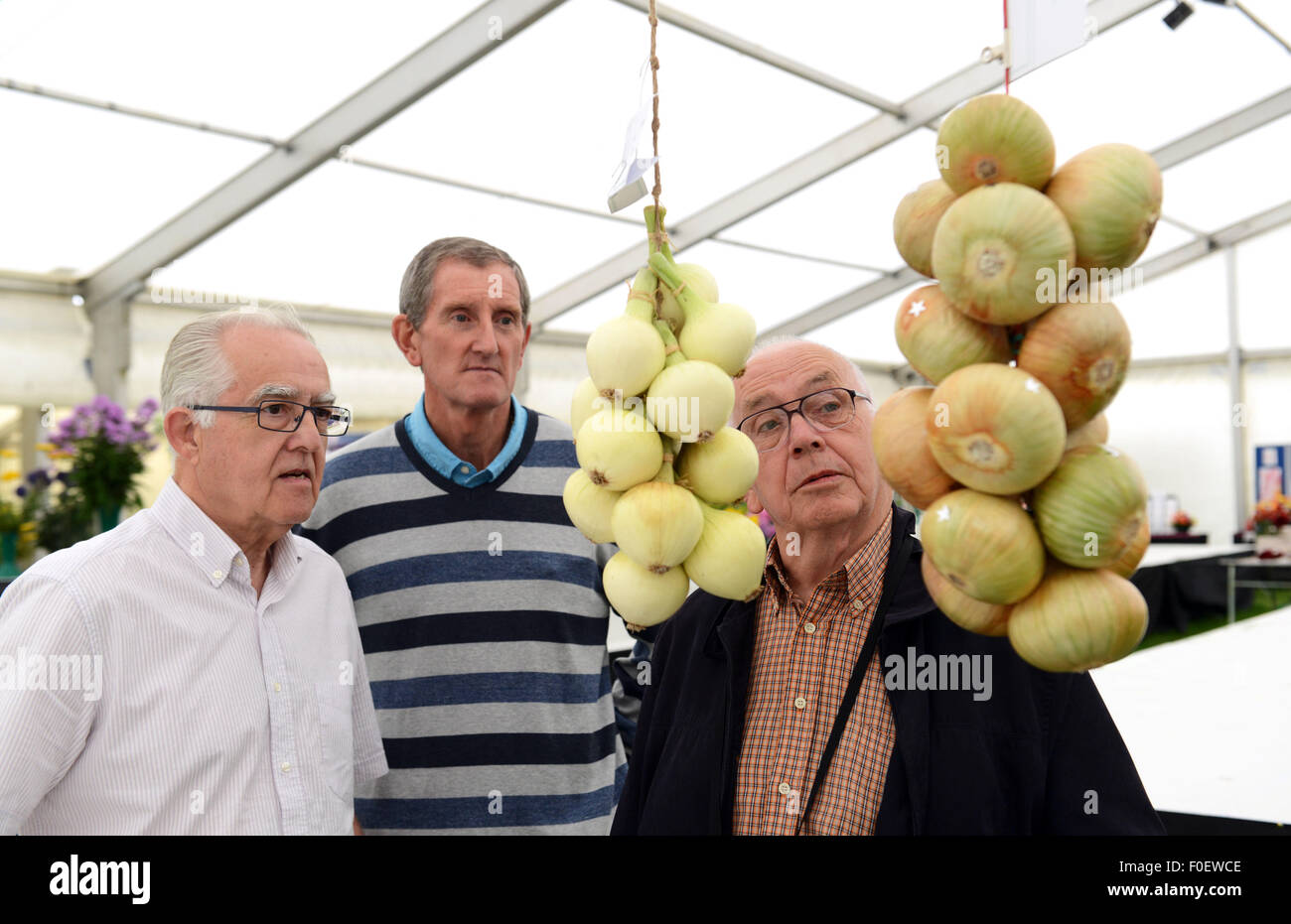 Die Männer, die wissen, ihre Zwiebeln! Shrewsbury Flower Show Aussteller Stockfoto