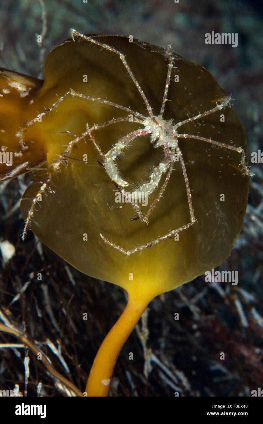 Langbeinige Seespinne (Macropodia Rostrata) auf ein neues Seetang Blatt, Moere Küste Norwegens, Februar 2009 Stockfoto