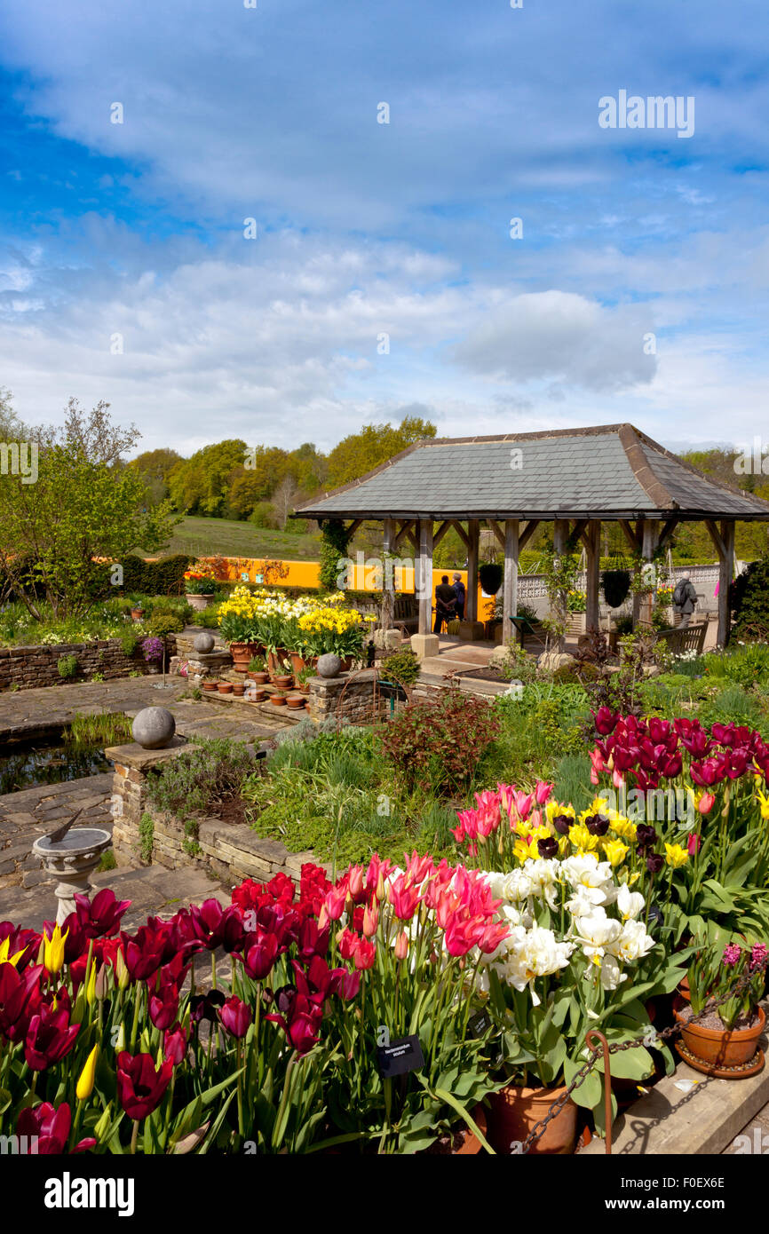 Ein herrlicher Anblick der bunten Frühling Tulpen in einem Wassergarten in Harlow Carr Gärten, Harrogate, North Yorkshire, England Stockfoto