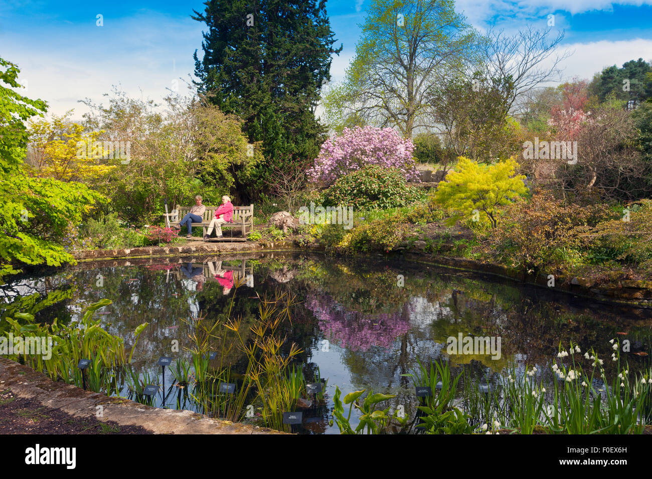 Zwei Besucher entspannen neben einem Teich Garten am Harlow Carr Gärten, Harrogate, North Yorkshire, England, UK Stockfoto