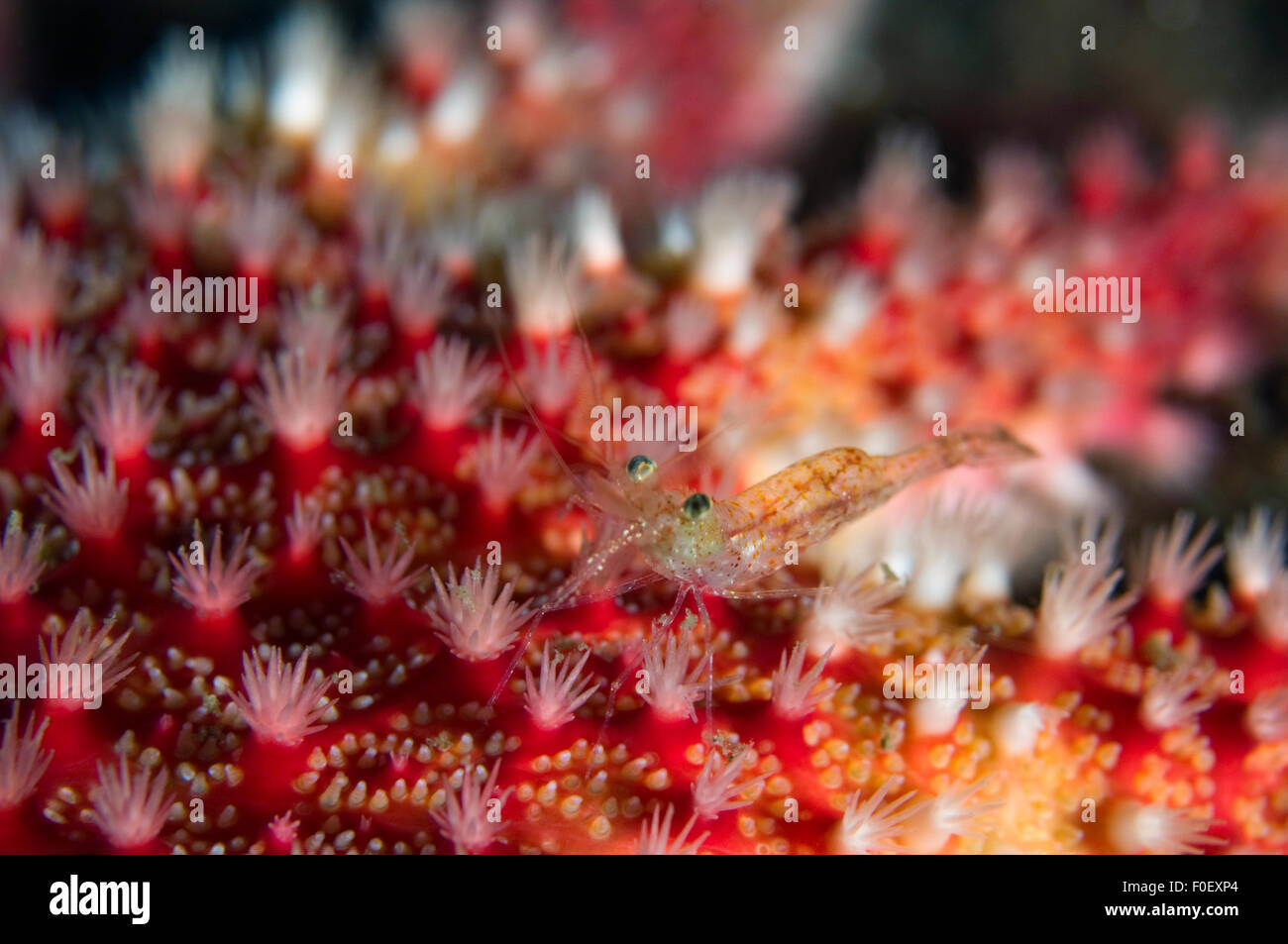 Nahaufnahme von gemeinsamen / rot Sunstar (Crossaster Papposus) mit Garnelen drauf Moere Küste Norwegens, Februar 2009 Stockfoto