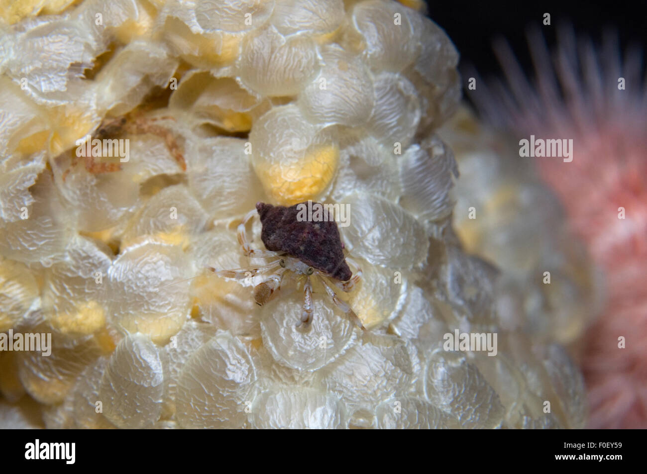 Einsiedlerkrebs Schnecke Eier, Norwegen, Februar 2009 Stockfoto