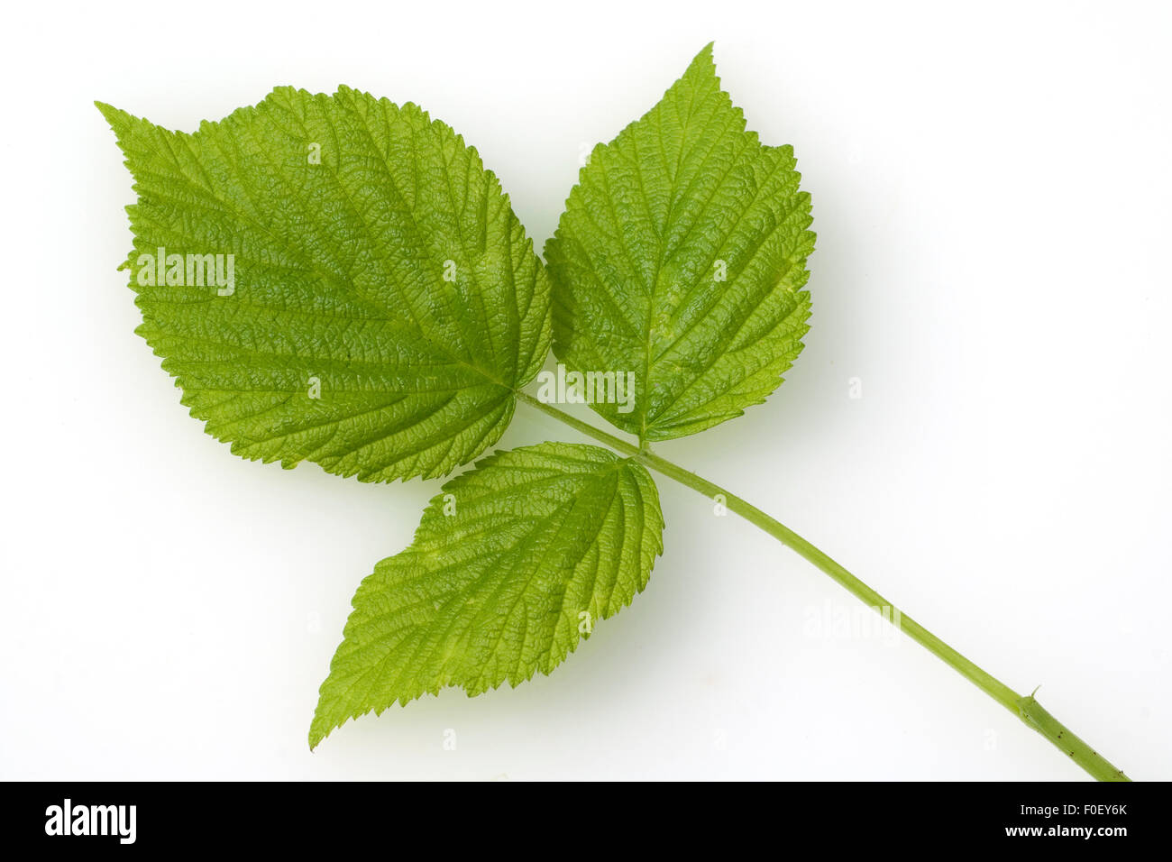 Himbeerblaetter, Rubus, Idaeus, Stockfoto