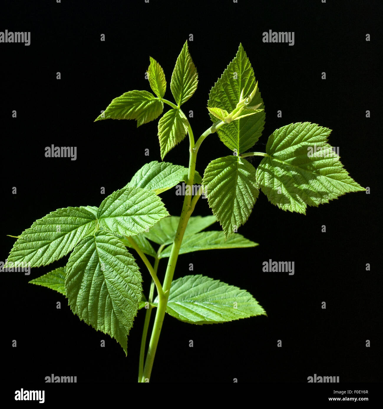 Himbeerblaetter, Rubus, Idaeus, Stockfoto