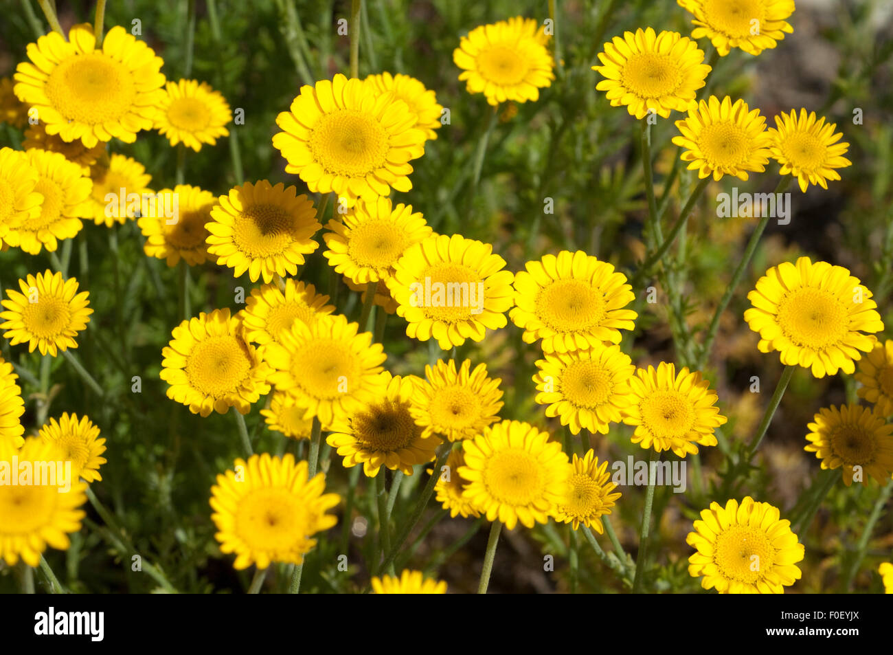 Faerberkamille; Anthemis; Tinctoria; Faerber-Hundskamille; Stockfoto