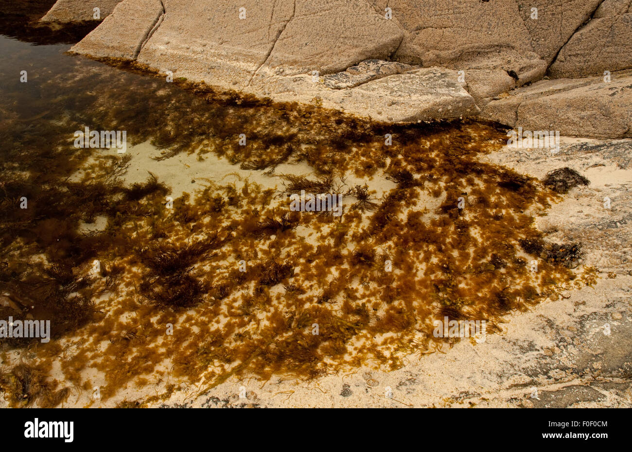 Rockpool Achmelvich Beach Stockfoto