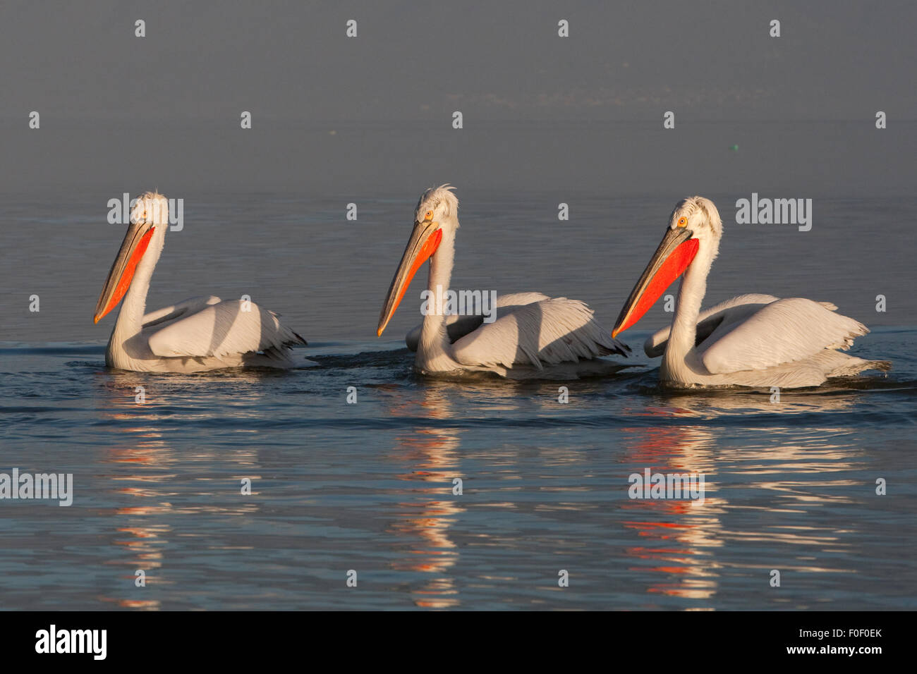 Drei dalmatinische Pelikane (Pelecanus Crispus) am See Kerkini, Mazedonien, Griechenland, Februar 2009 Stockfoto