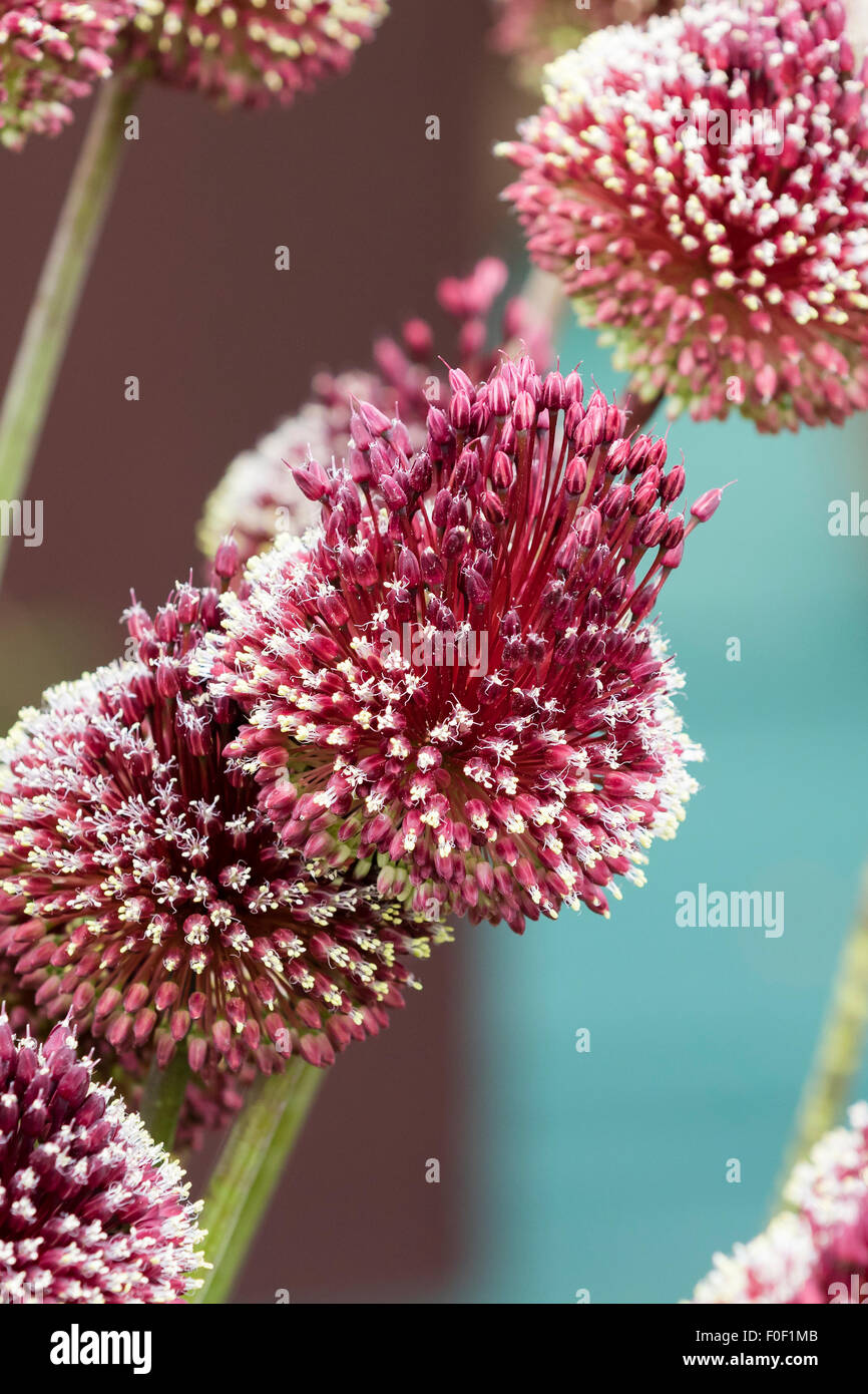Allium Mohikaner - Mohikaner Rotwein rote Röschen Stockfoto