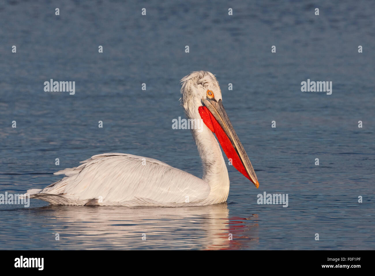 Dalmatinische Pelikan (Pelecanus Crispus) am See Kerkini, Mazedonien, Griechenland, Februar 2009 Stockfoto