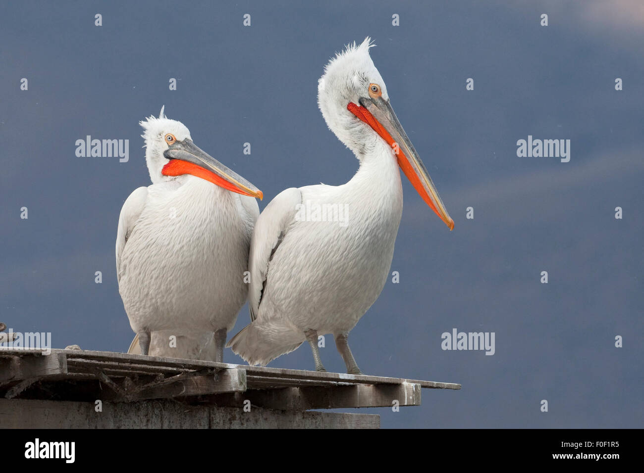 Zwei dalmatinische Pelikane (Pelecanus Crispus) stehend auf Holzplattform, See Kerkini, Mazedonien, Griechenland, Februar 2009 Stockfoto