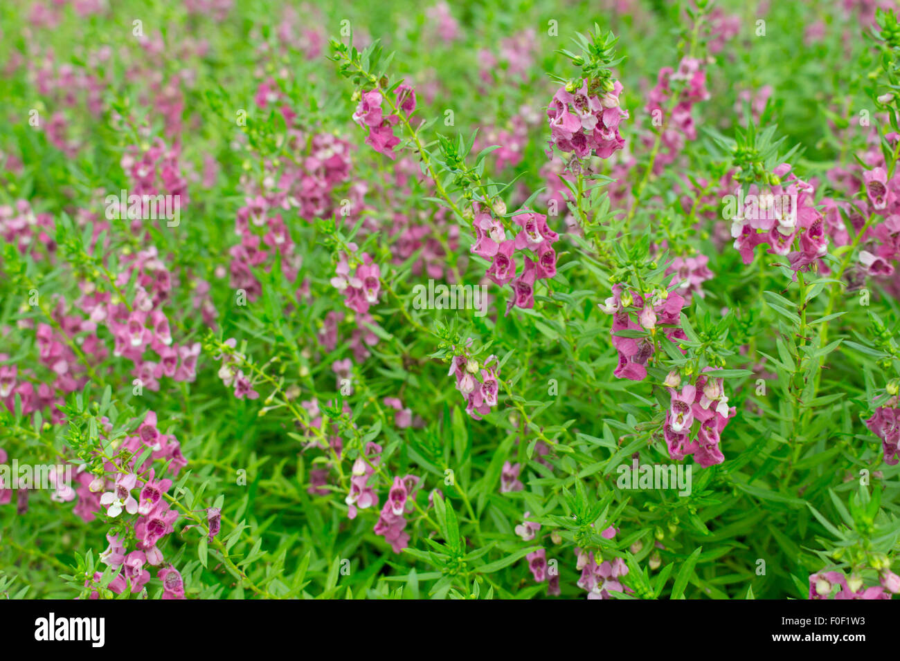 Lila Blüten, Angelonia Goyazensis Benth Garten Stockfoto