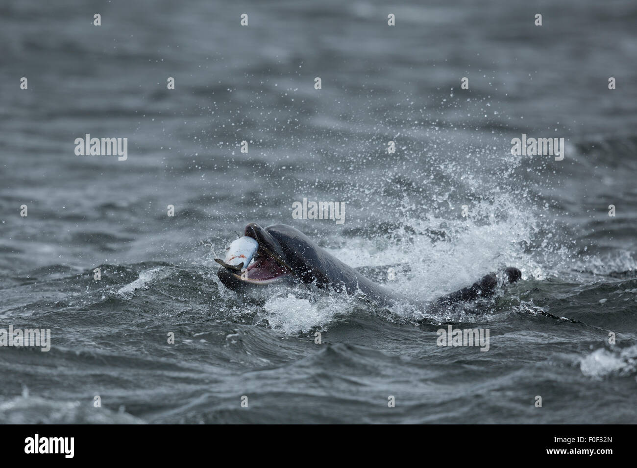 Große Erwachsene Tümmler Jagd auf Lachse in den Gewässern des Moray Firth, Schottland. Stockfoto
