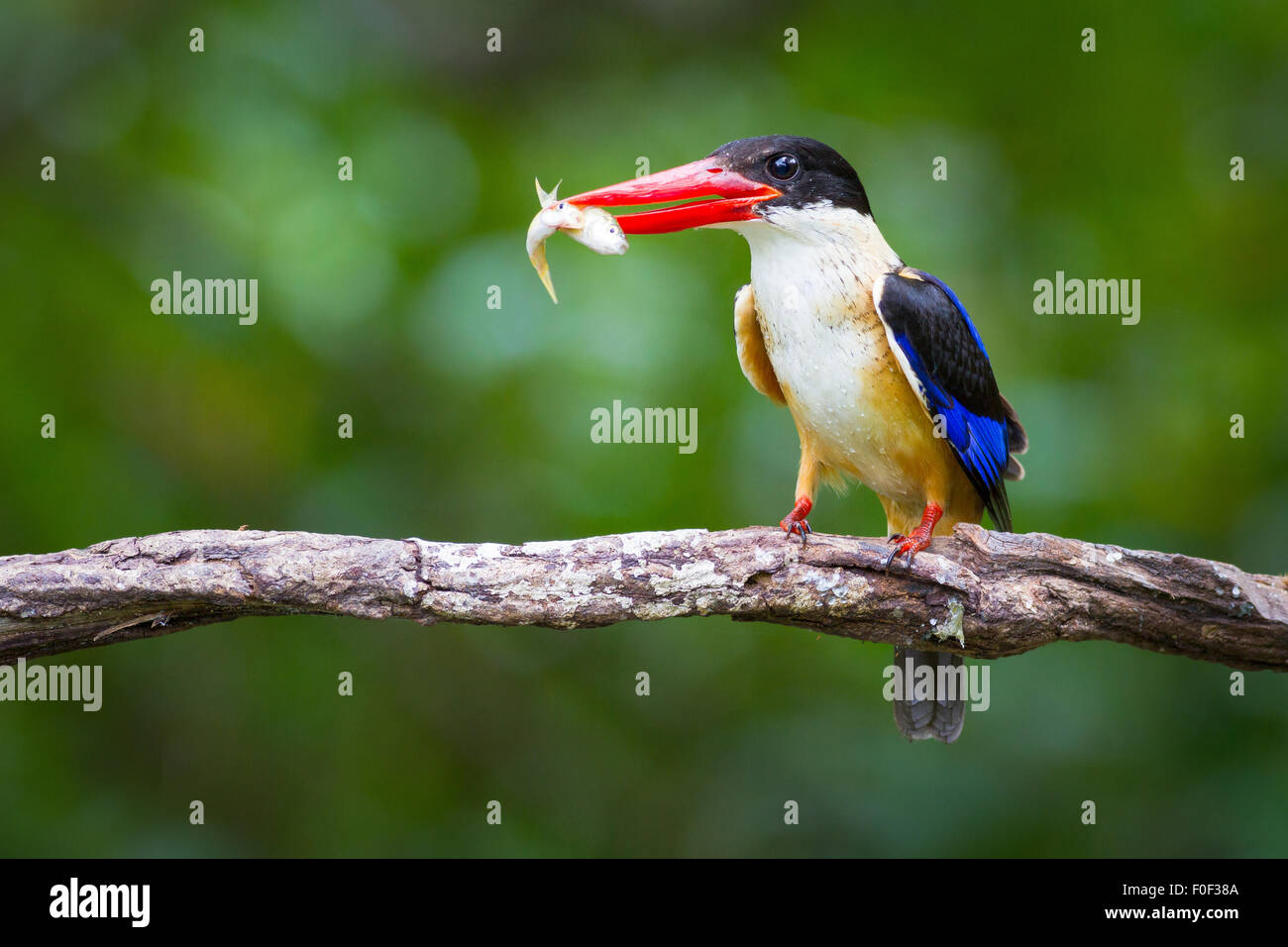 Schwarz-capped Kingfisher und doppelte Fisch Stockfoto