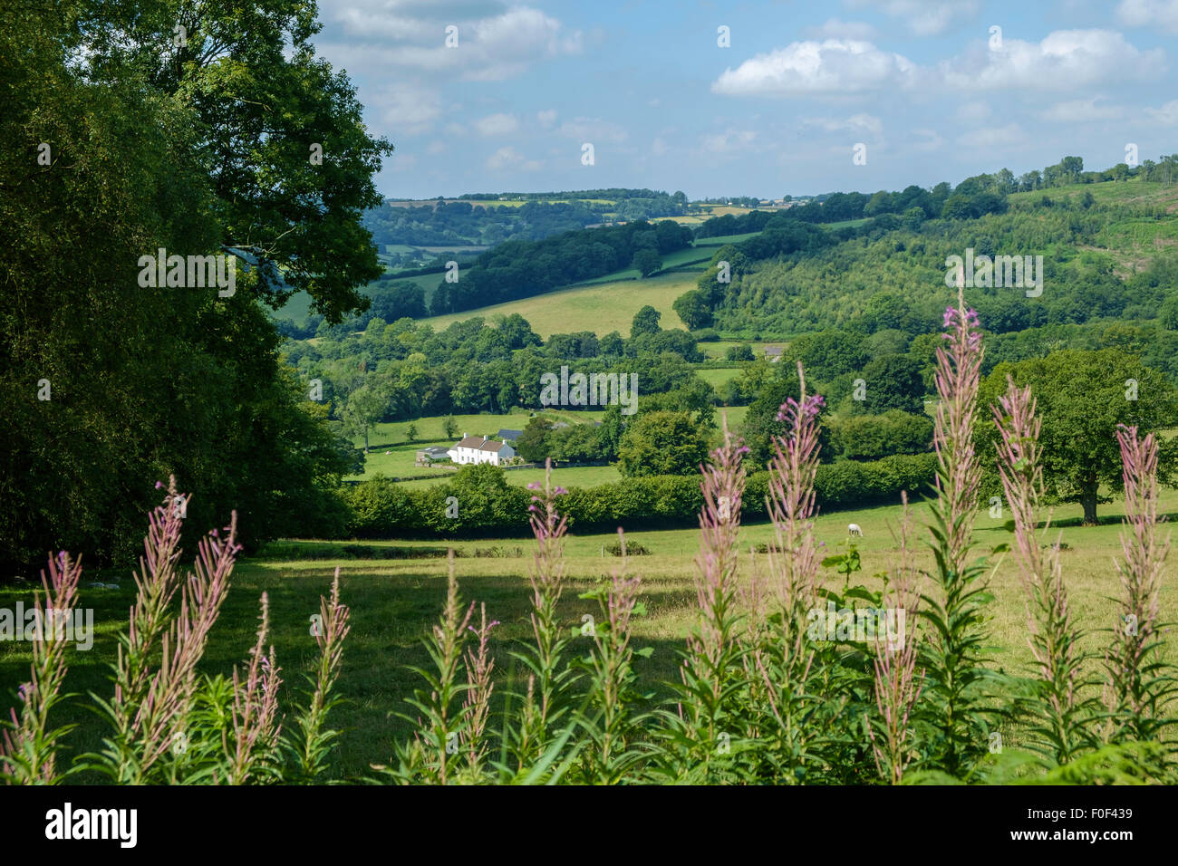 Kleines weißes Bauernhaus im Tal in der Nähe von Itton, Monmouthshire Wales. Sommer mit Pferd im Feld. Bäume und Hecken in voller Blatt. Stockfoto