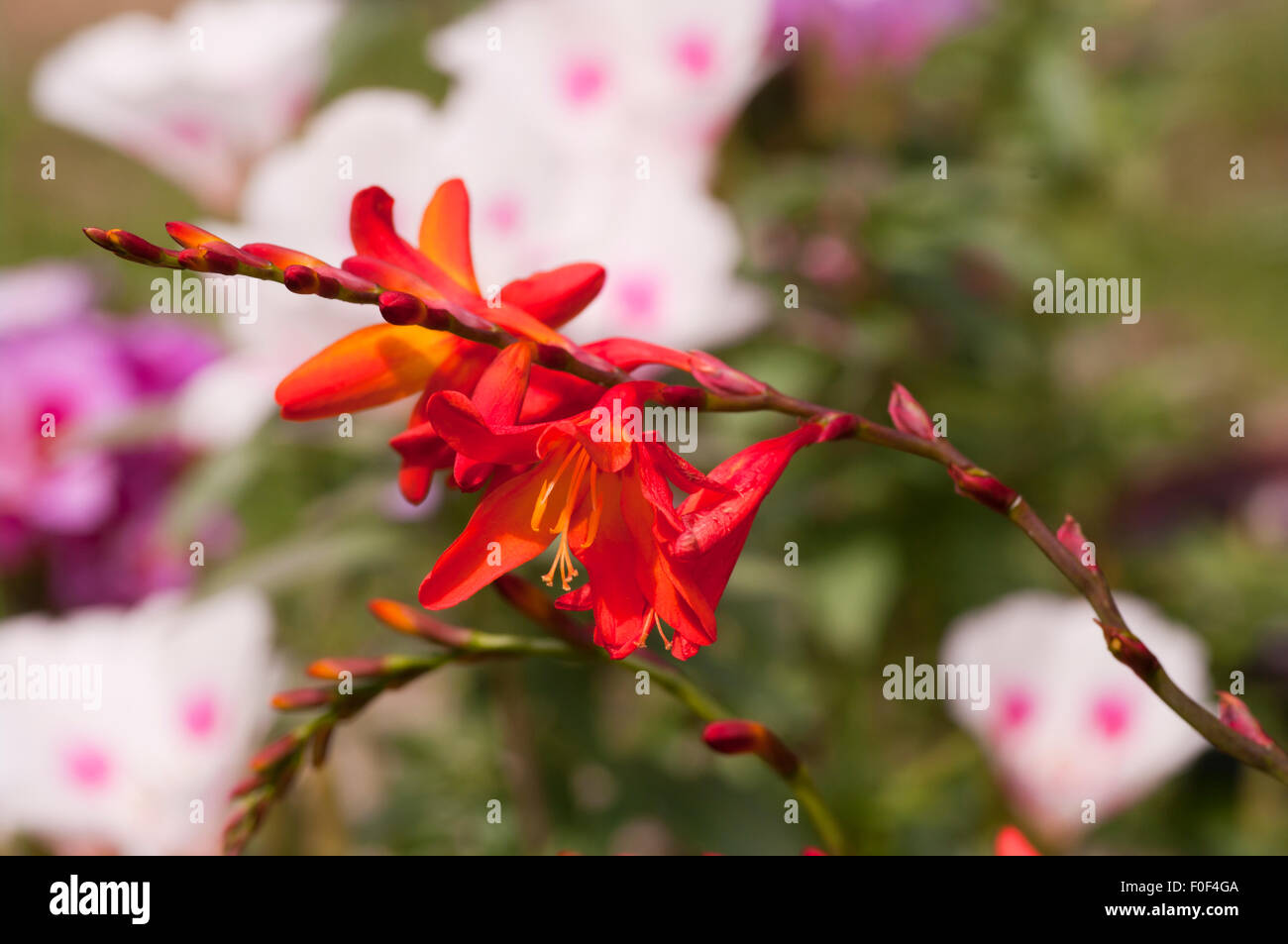 Orange Crocosmia Blumen Stockfoto