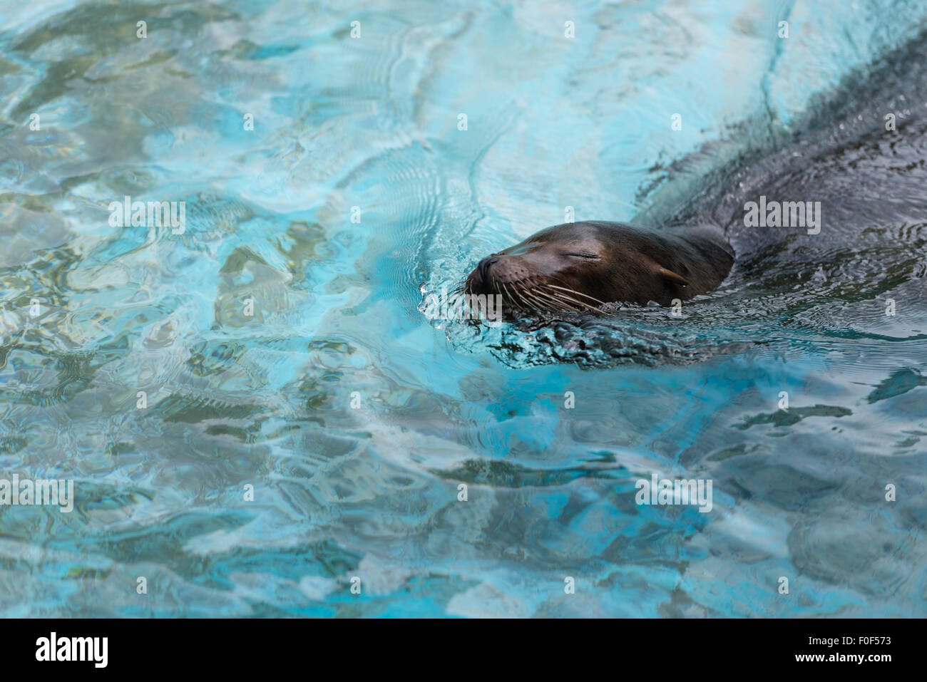 Ein Siegel schwimmen und stossen seinen Kopf aus dem Wasser. Stockfoto