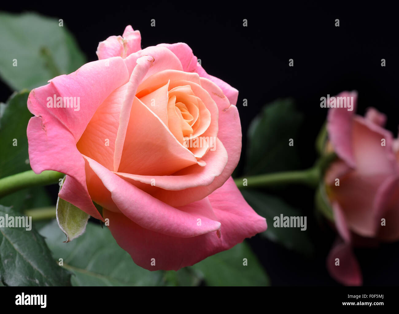 Gelb, orange, rosa cremige Rosen isoliert auf schwarzem Hintergrund, multicolor, verträumte weiche Farben. Stockfoto