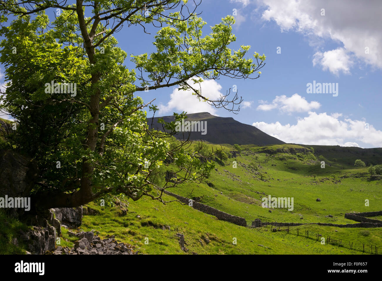 Ingleborough von knapp unterhalb der "Drei Zinnen" Route, Ribblesdale, Yorkshire Dales National Park, England Stockfoto