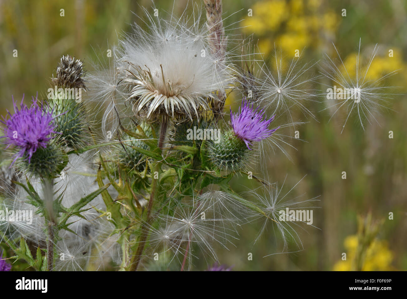 Speer Distel, Cirsium Vulgare, Blumen und flauschige Thistledown Samen, Berkshire, Juli Stockfoto
