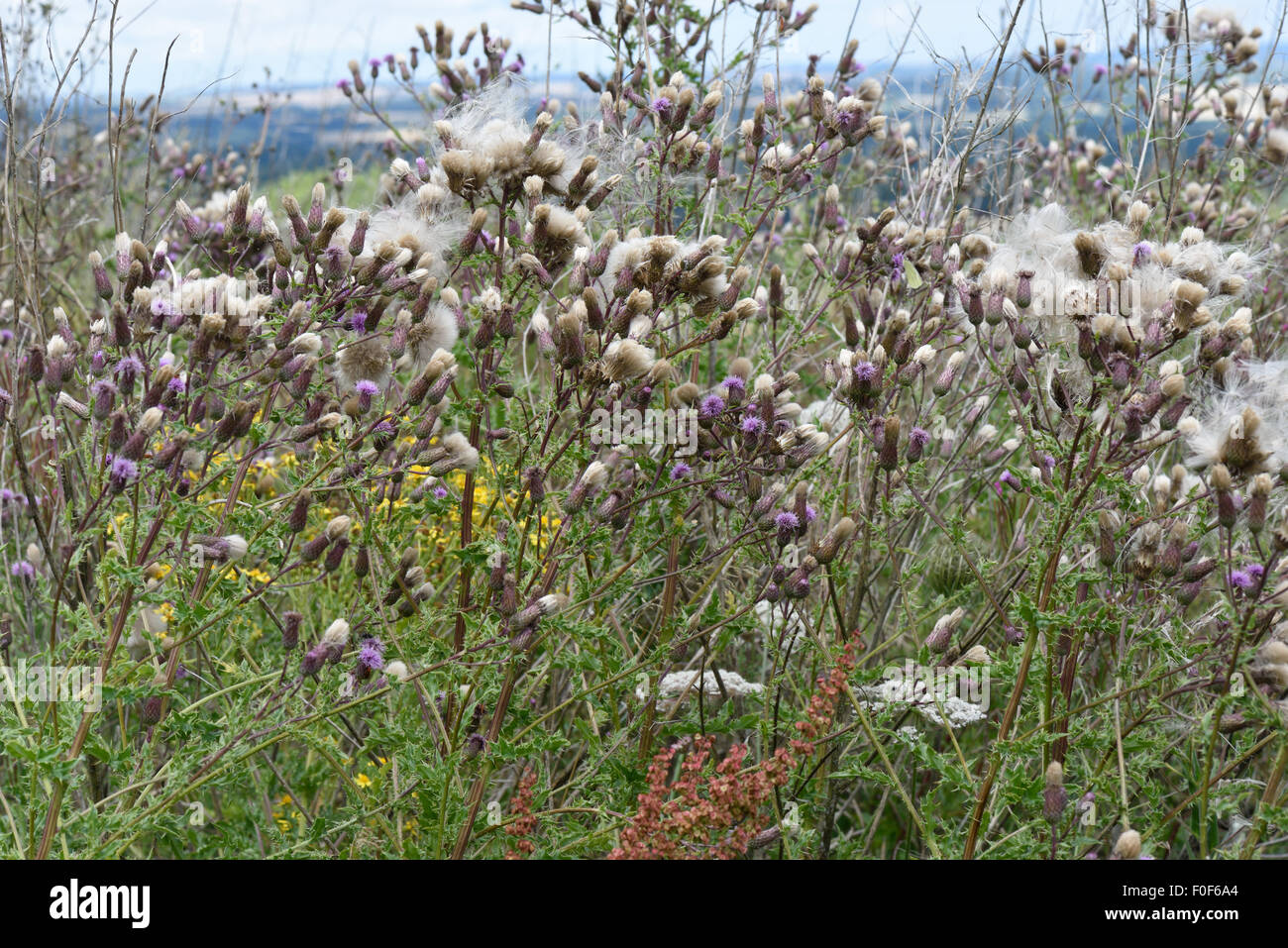 Schleichende Distel, Cirsium Arvense, Blumen und flauschige Thistledown Samen, Berkshire, Juli Stockfoto