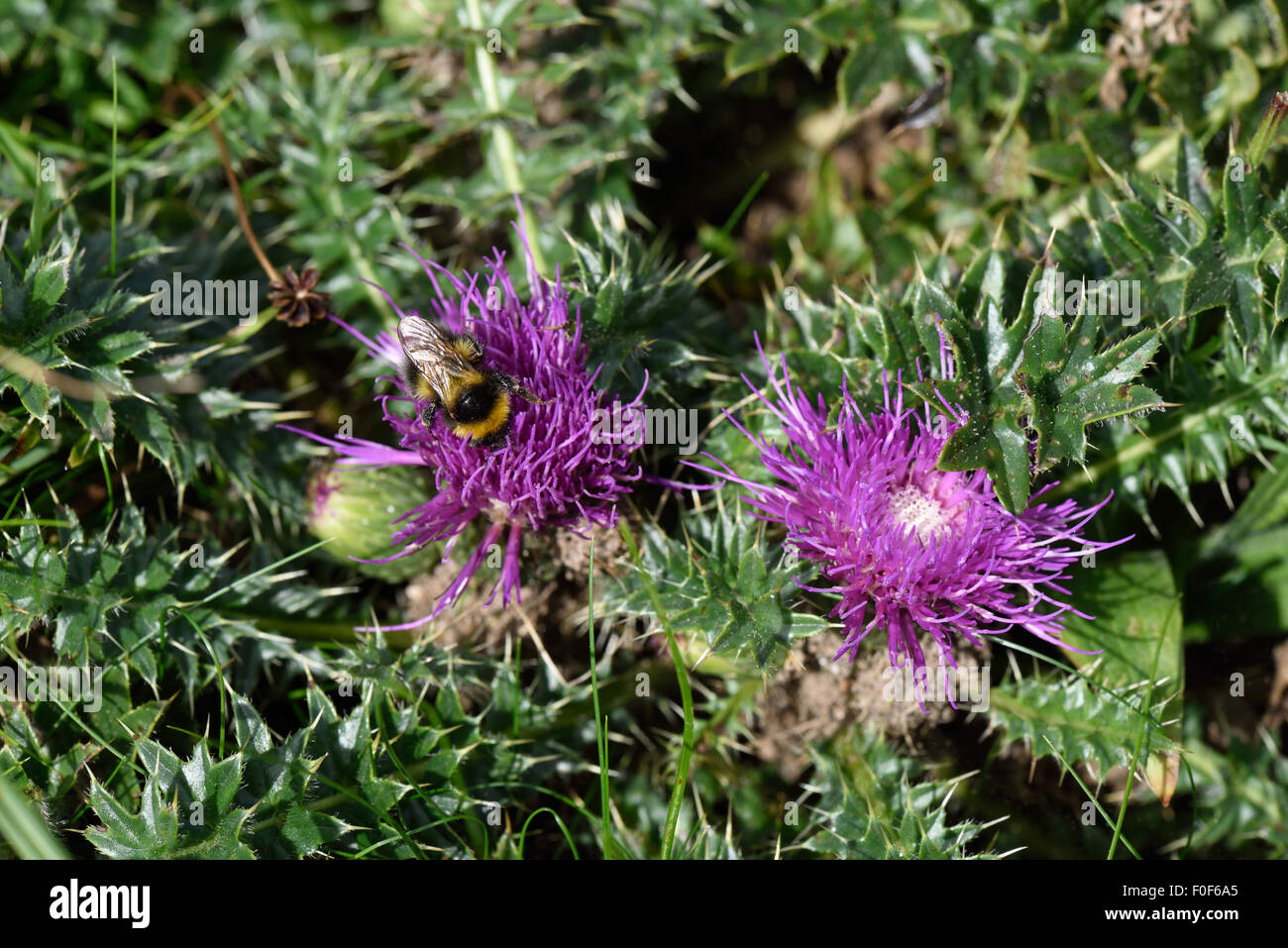 Eine Zwerg Distel, Cirsium Acaule Pflanzen mit zwei Blüten und eine Besuch Hummel kurz Grünland, Berkshire, Juli Stockfoto