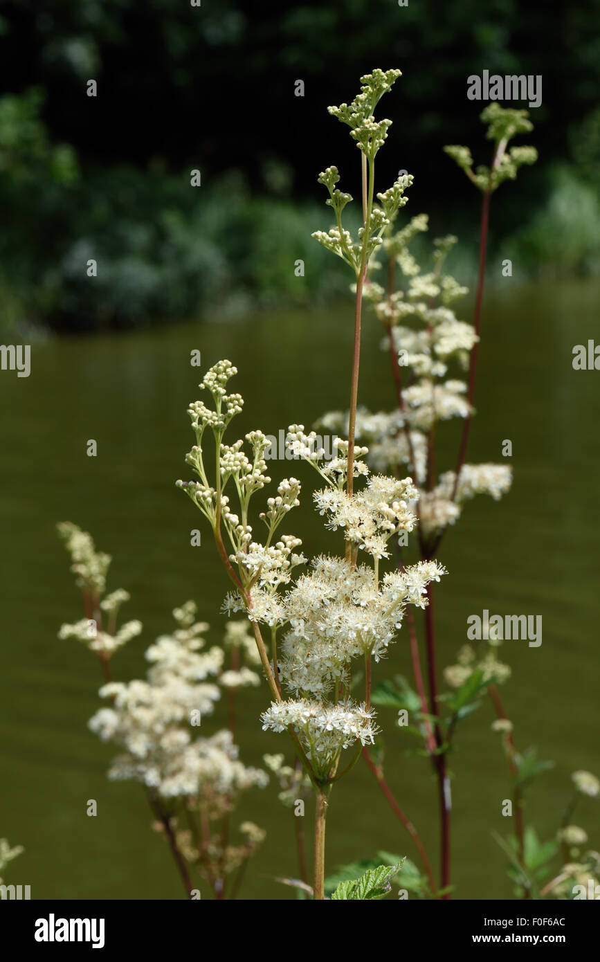Mädesüß, Filipendula Ulmaria, blühende Pflanzen am Ufer des Kennet & Avon Canal, Berkshire, Juli Stockfoto