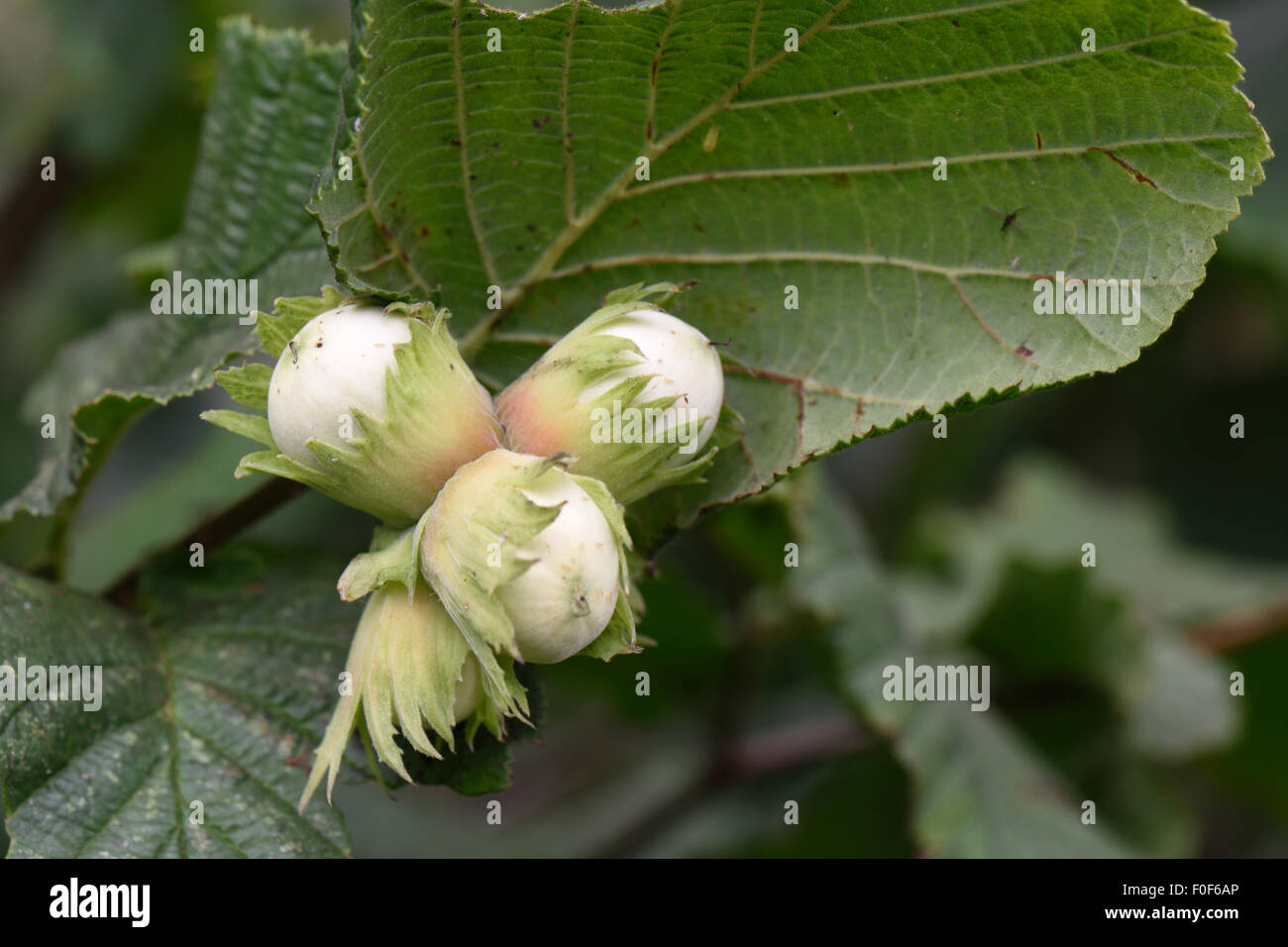 Haselnüsse, Corylus Avellana, Reifung auf dem Baum im Sommer, Berkshire, Juli Stockfoto