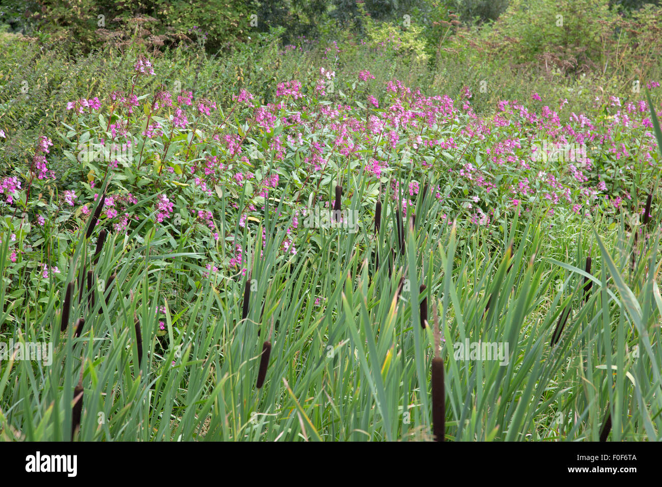 Die invasive Drüsige Springkraut (Impatiens Glandulifera) entlang einer englischen Wasserstraße, England, UK Stockfoto