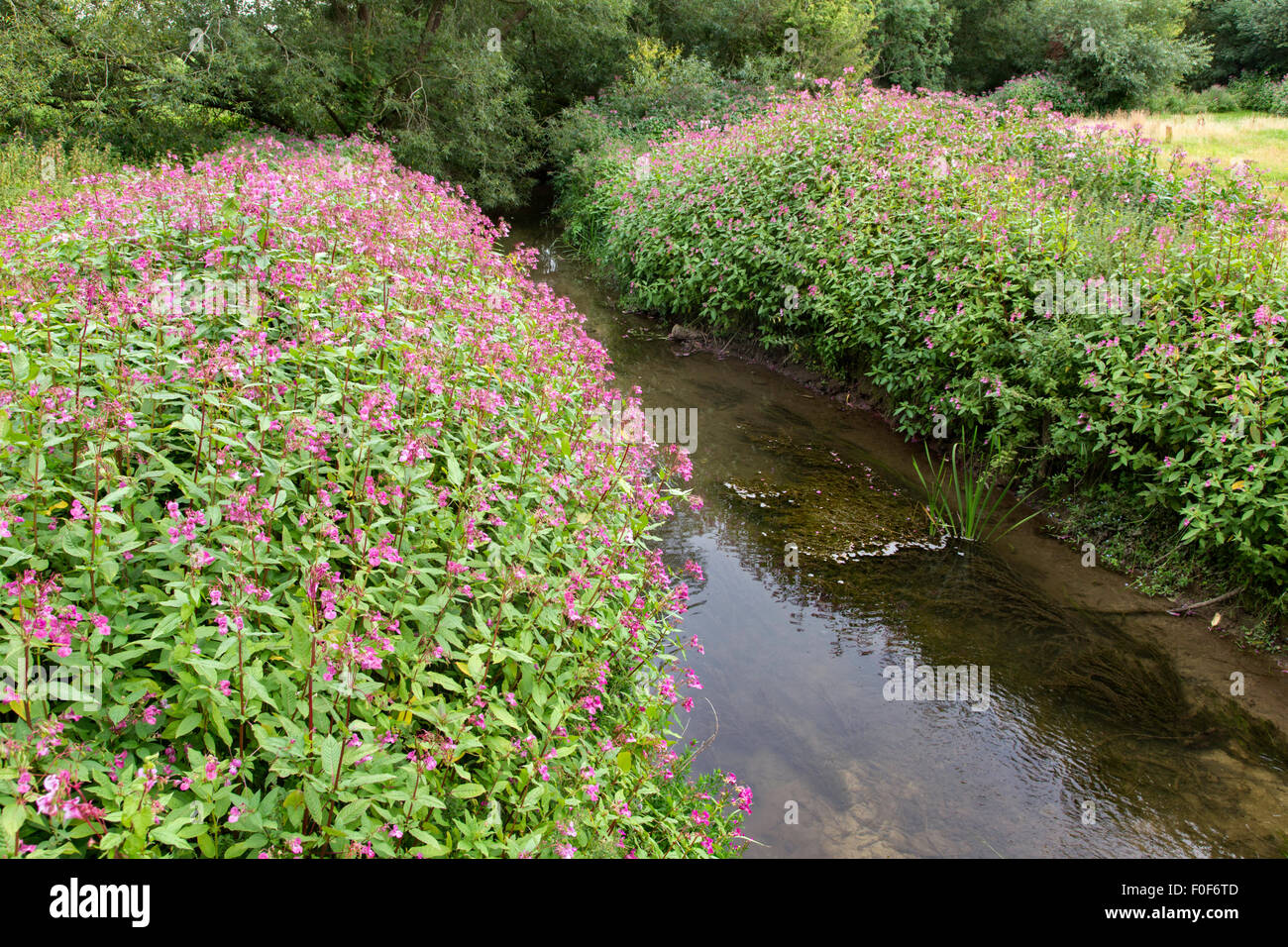 Die invasive Drüsige Springkraut (Impatiens Glandulifera) entlang einer englischen Wasserstraße, England, UK Stockfoto