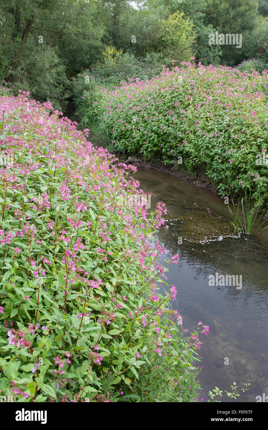 Die invasive Drüsige Springkraut (Impatiens Glandulifera) entlang einer englischen Wasserstraße, England, UK Stockfoto