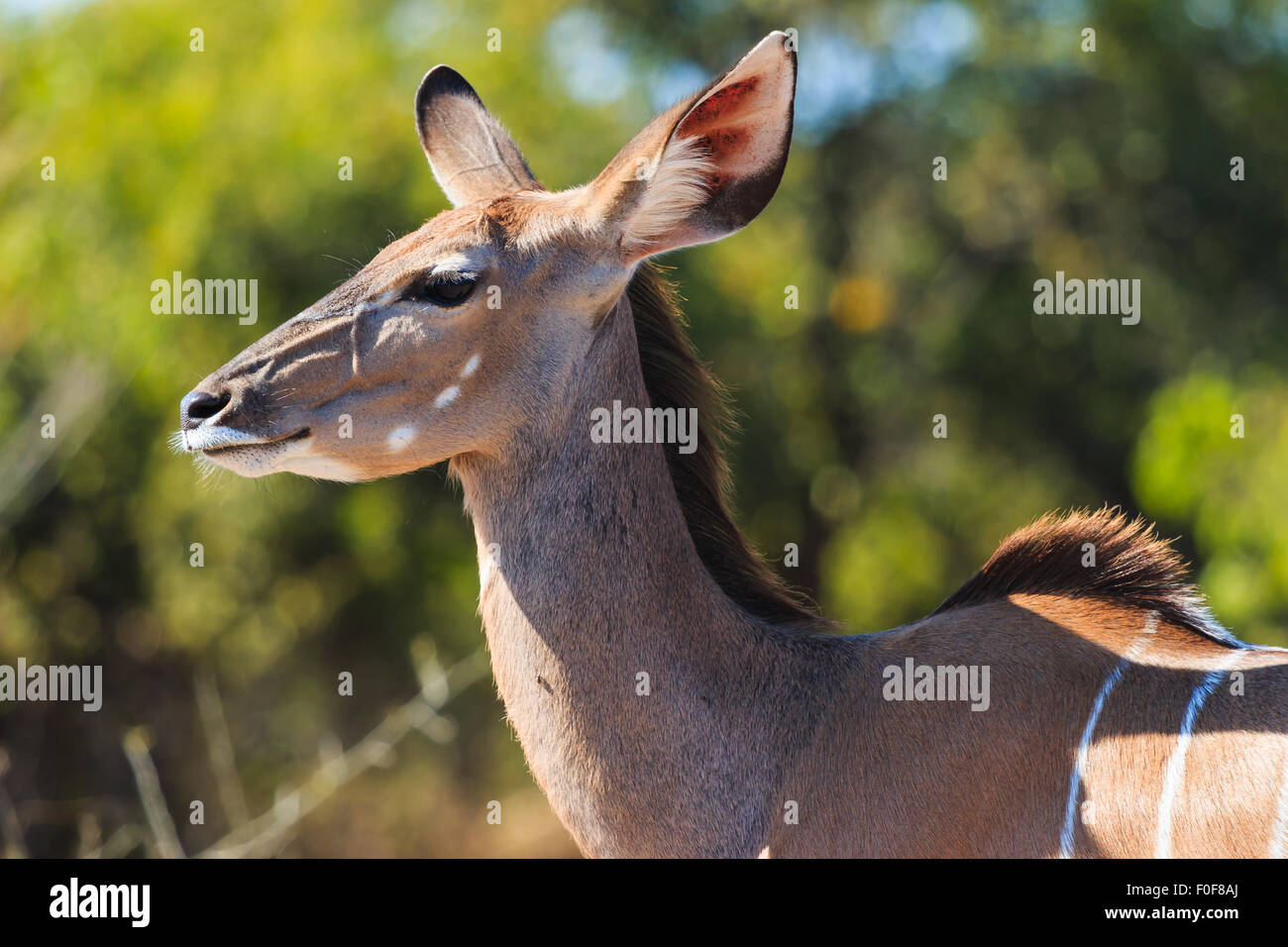 Große Kudu hautnah Chobe, Botswana, Afrika. Kopf und Ohren. Stockfoto