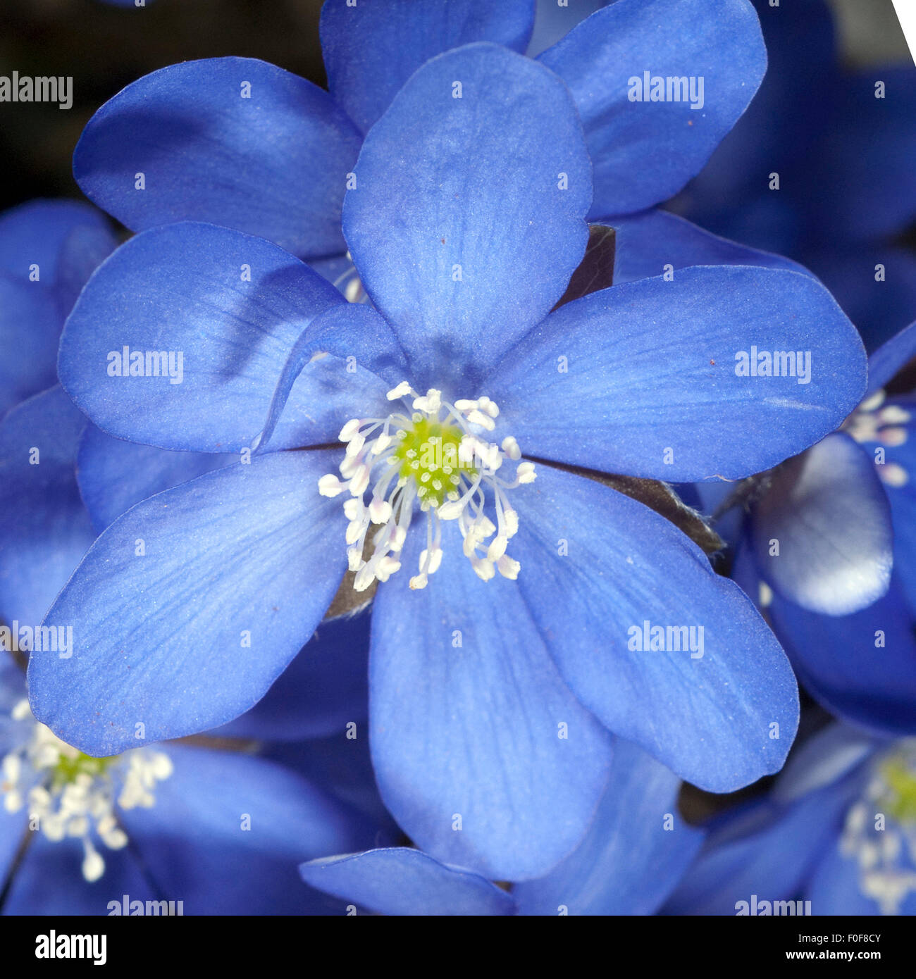 Leberbluemchen, Leberblümchen, Nobilis, Winterblueher, Anemone Hepatica, Blaue Blueten, Blau, Blume des Jahres 2013 Stockfoto