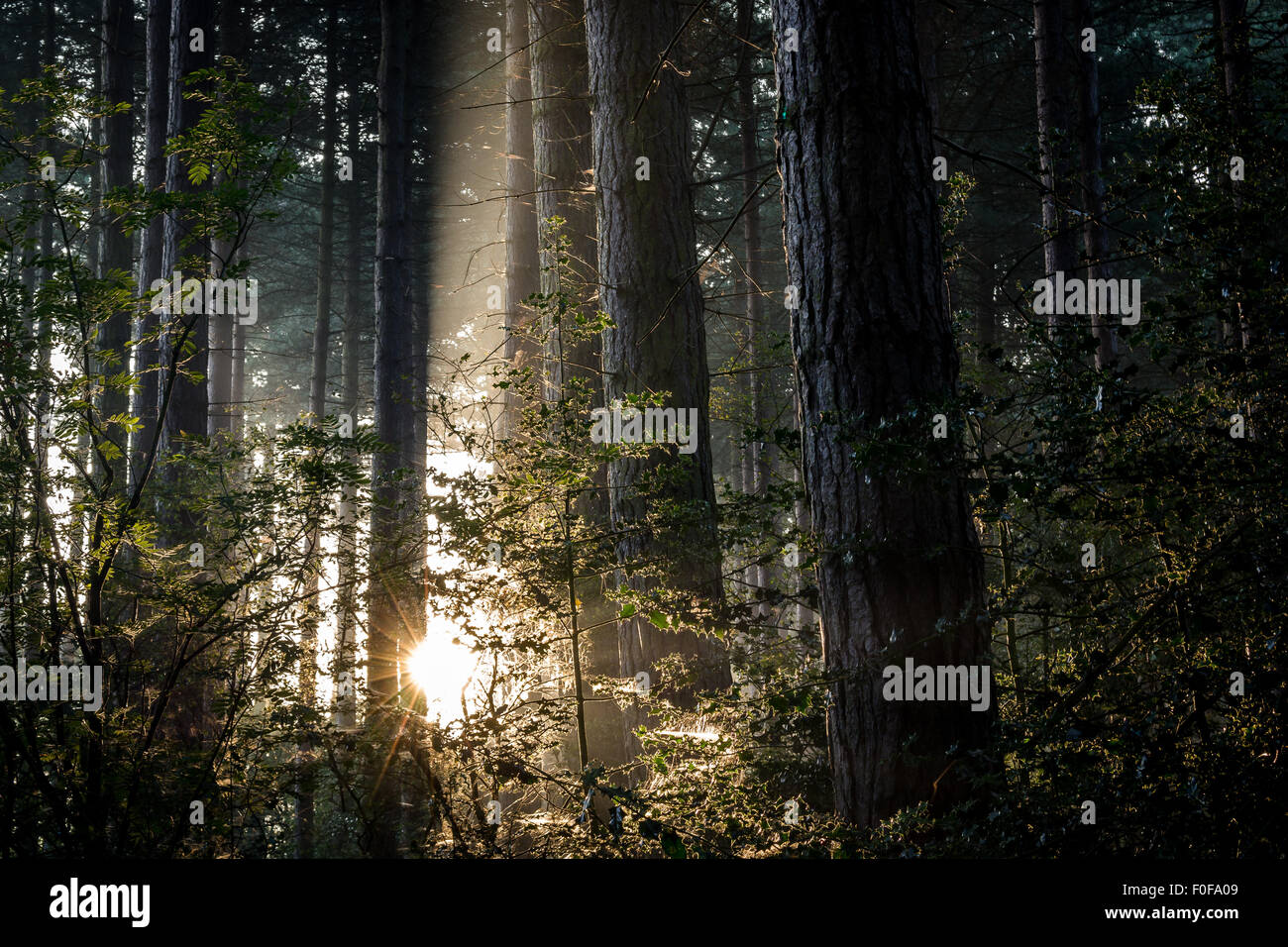 Am frühen Morgen Sonnenstrahl in Staffordshire woodland Stockfoto