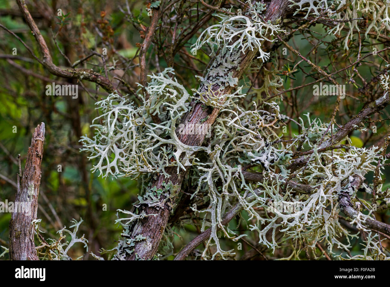 Nahaufnahme von Eichenmoos / Hirsch Flechten (Evernia Prunastri) wächst auf Zweigen Stockfoto