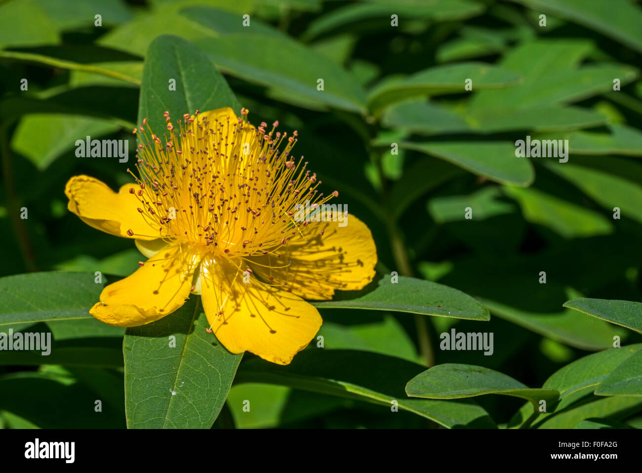 Rose von Sharon / Aaron Bart / große-Johanniskraut / Jerusalem star (Hypericum Calycinum) in Blüte Stockfoto