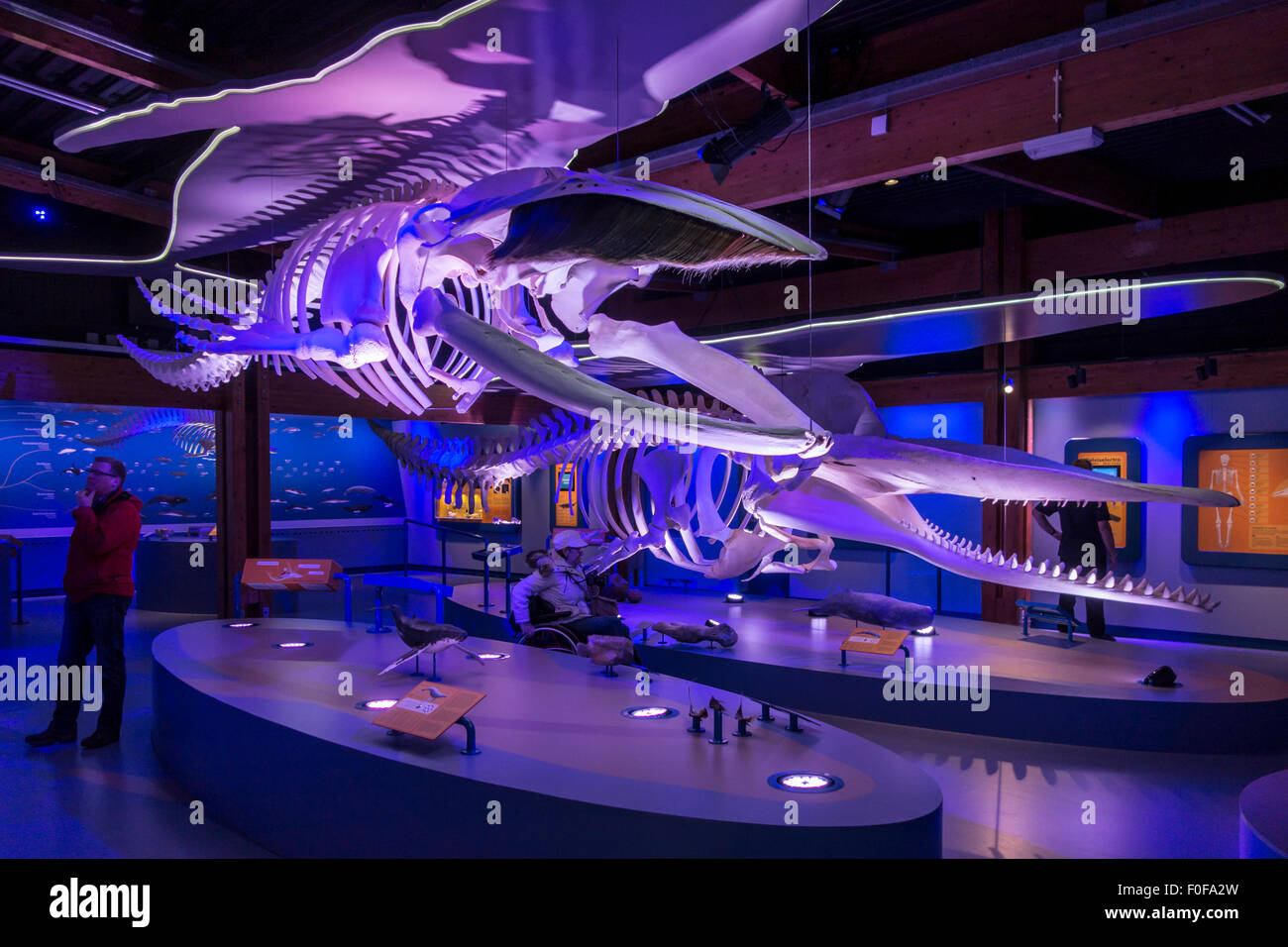 Ausstellung von Wal-Skelette bei Ecomare, Zentrum für Natur und Marine Leben auf Texel, Niederlande Stockfoto