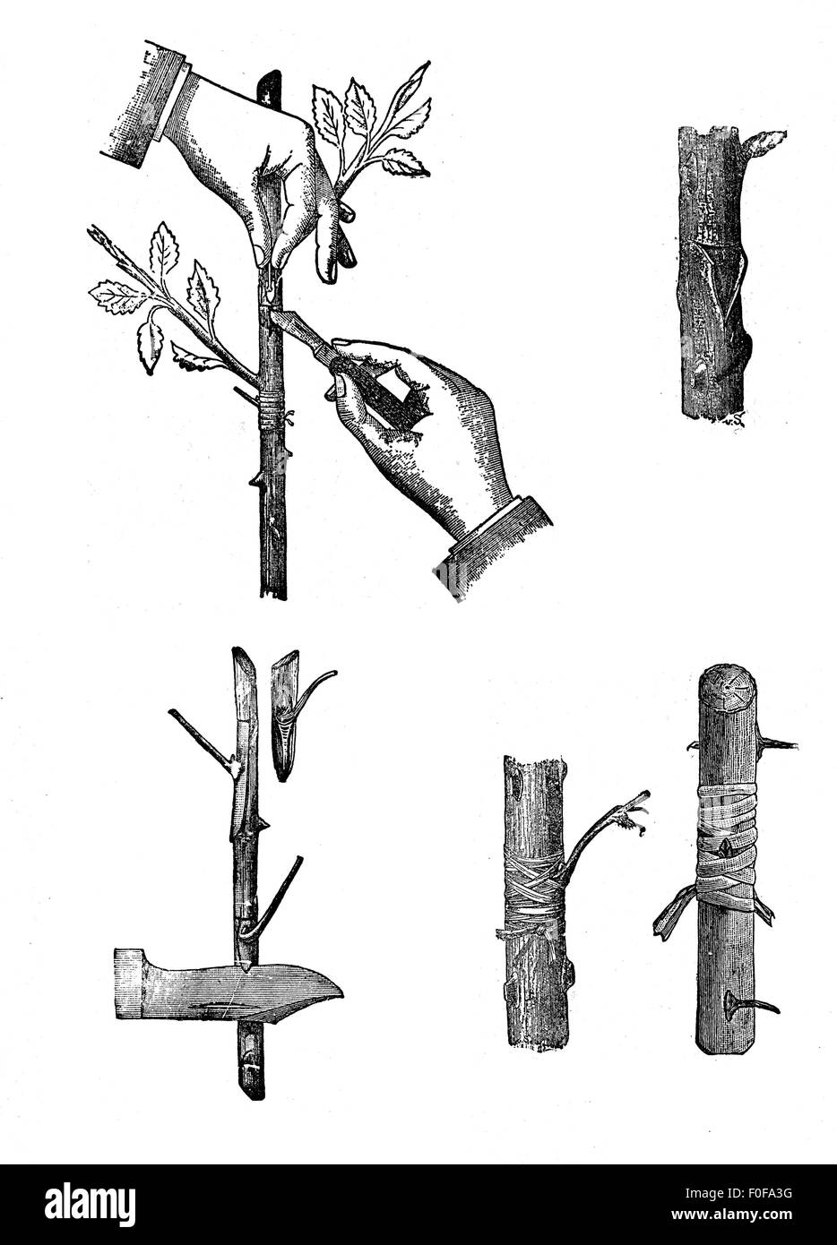 Gartenbau, Gravur - Pfropfen Techniken.  Pfropfen ist eine gärtnerische Technik, wobei Gewebe von einem Werk in denen eines anderen eingefügt werden, so dass die zwei Sätze miteinander zu verbinden können. Stockfoto