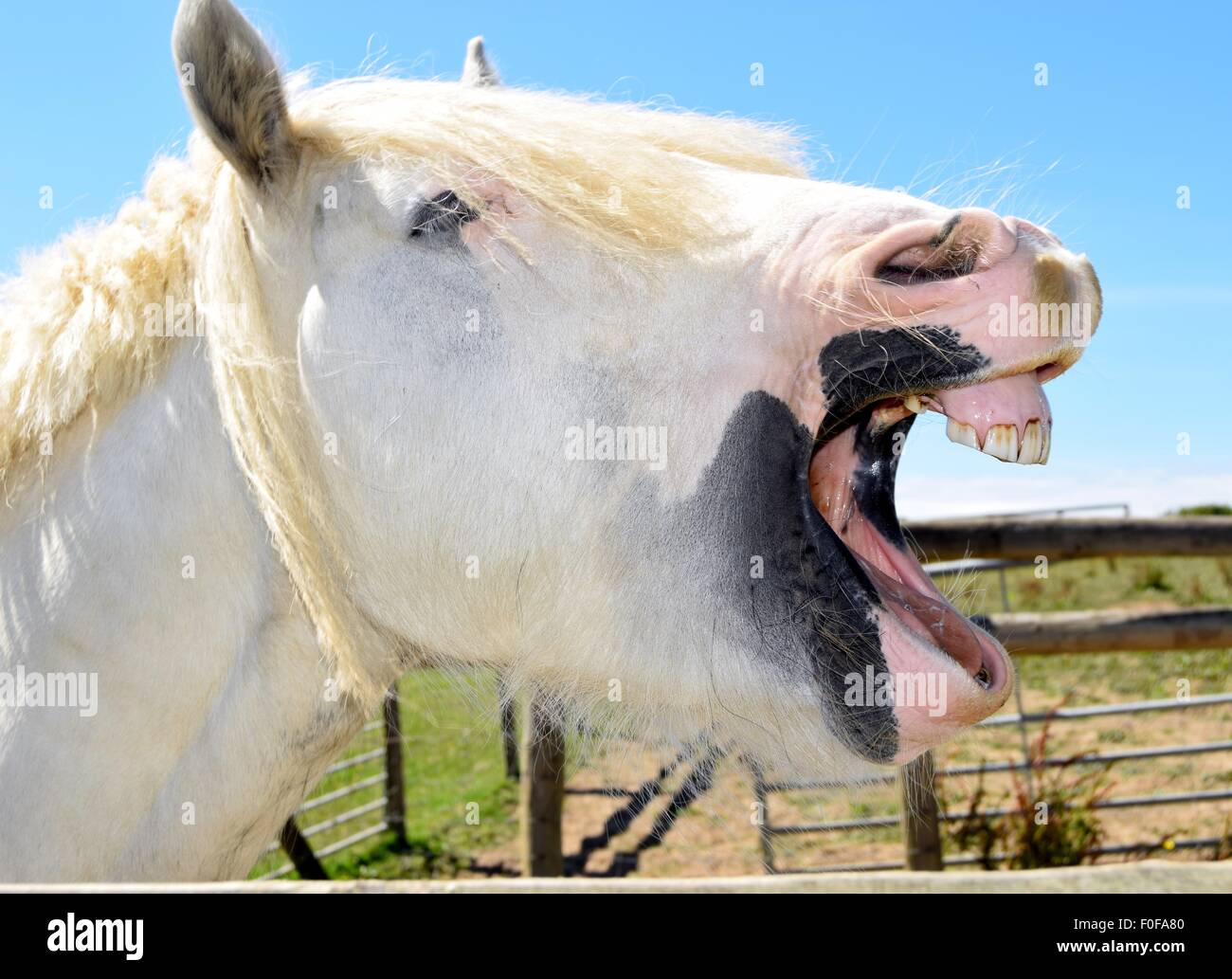 Lachen mit meiner Gypsy Cob Pony. Zeigt uns seine Zähne. Stockfoto