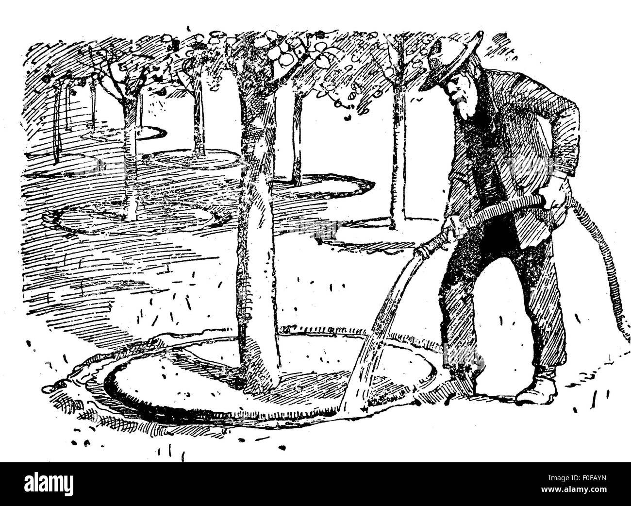 Gartenbau-Gravur - Landwirt Bewässerung Obstbäume im Obstgarten Stockfoto